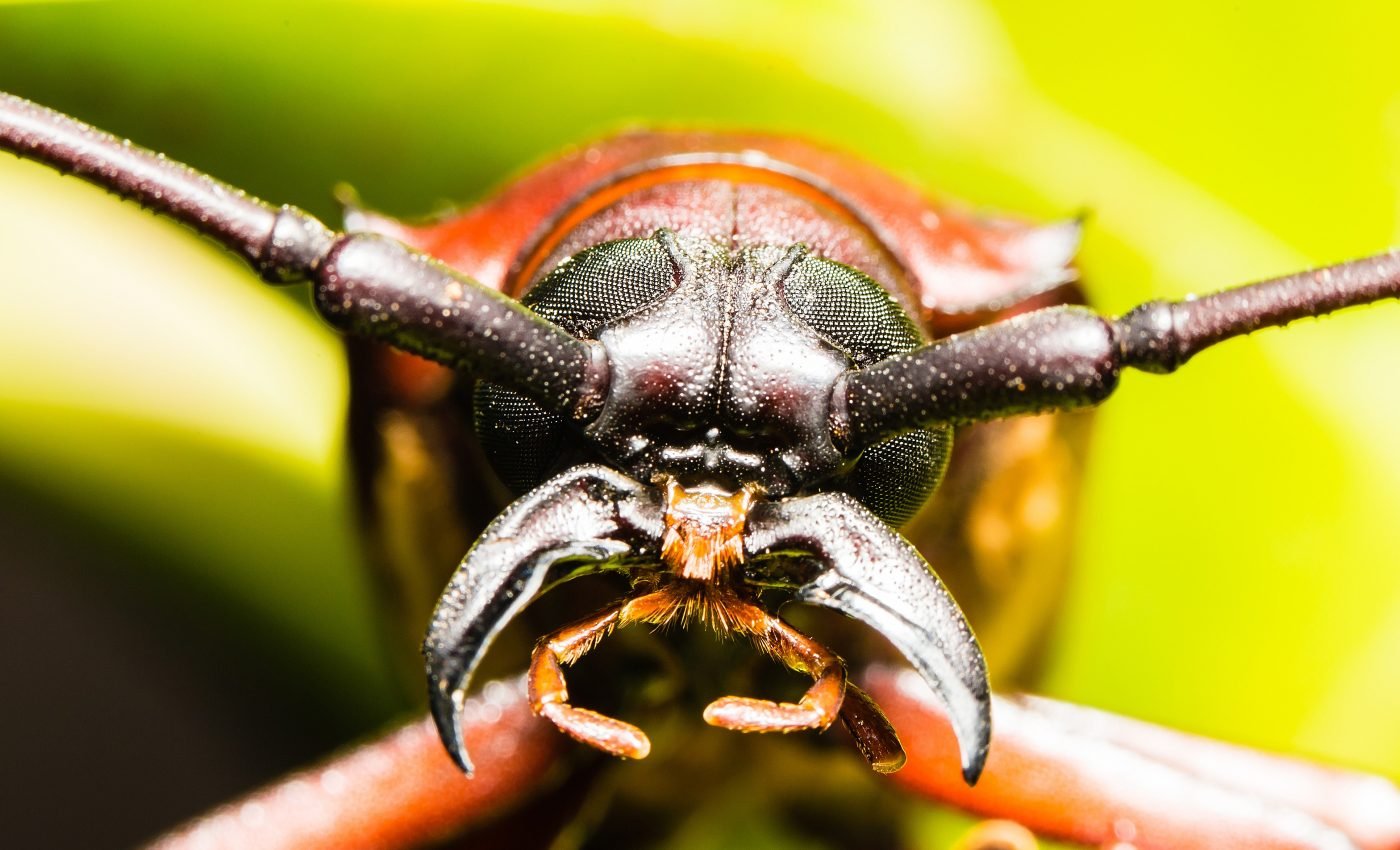 Citizen scientists monitor invasive Asian bamboo longhorn beetles