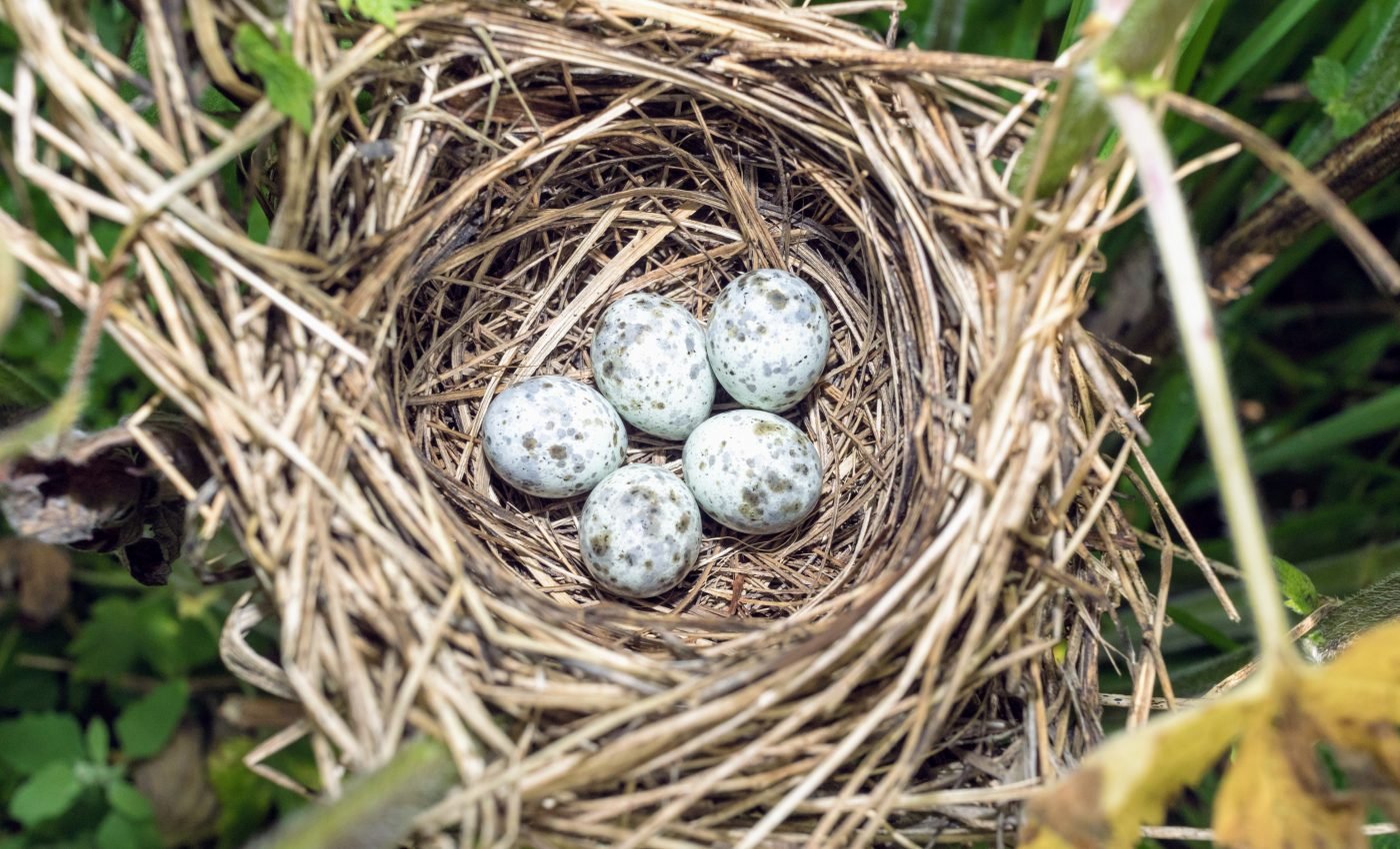 First-ever dinosaur found incubating eggs with embryos