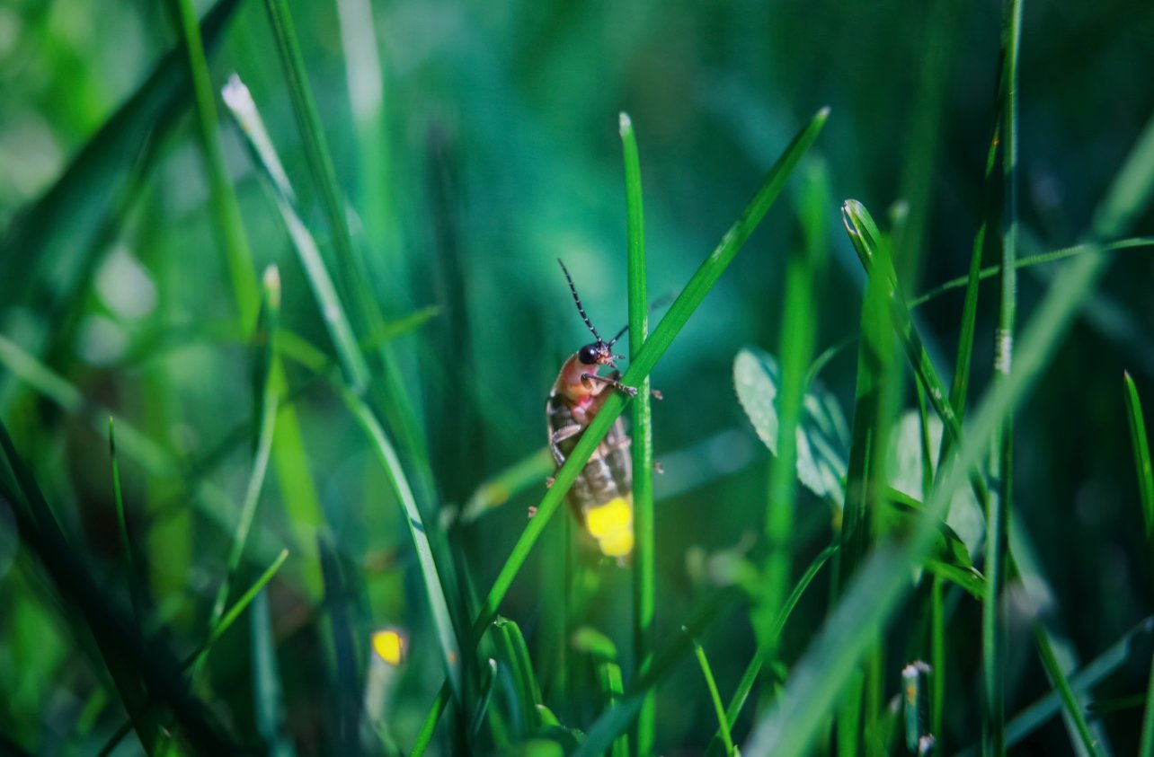 Tourists who are flocking to see fireflies may be harming them