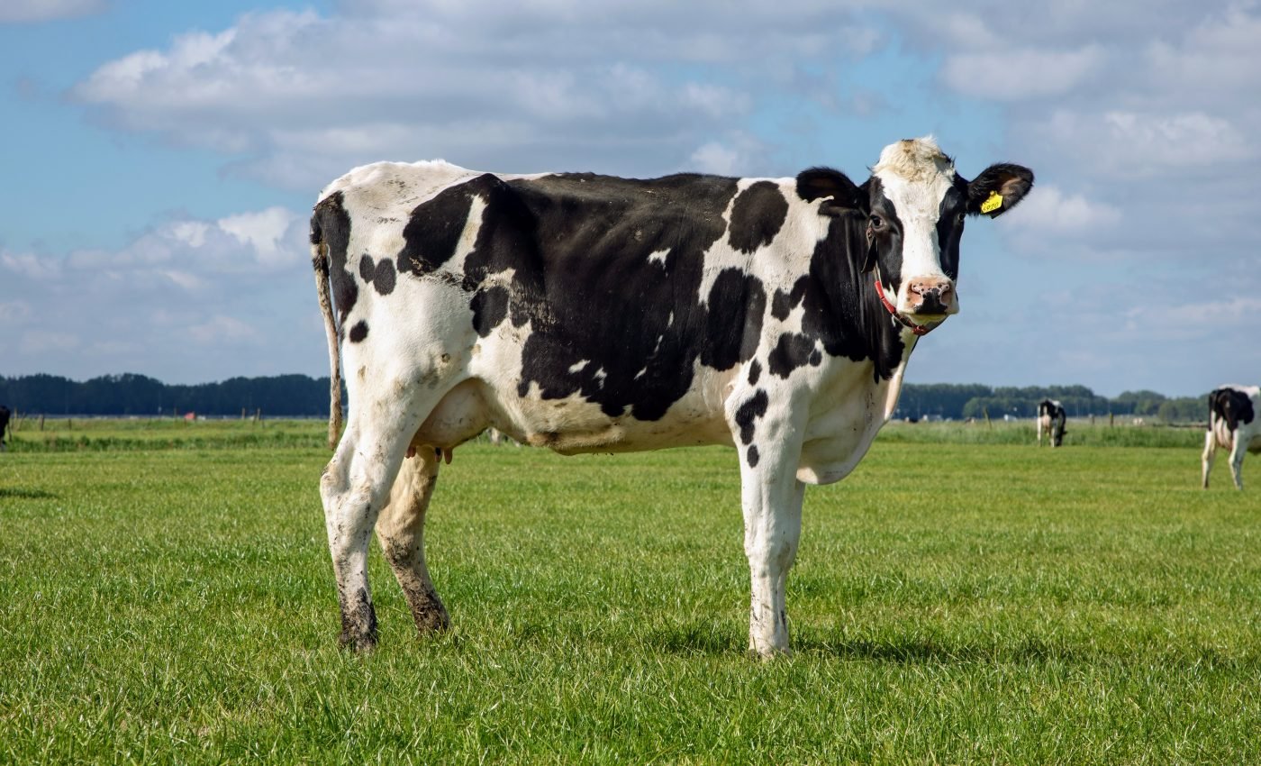 Cow manure greatly improves soil health