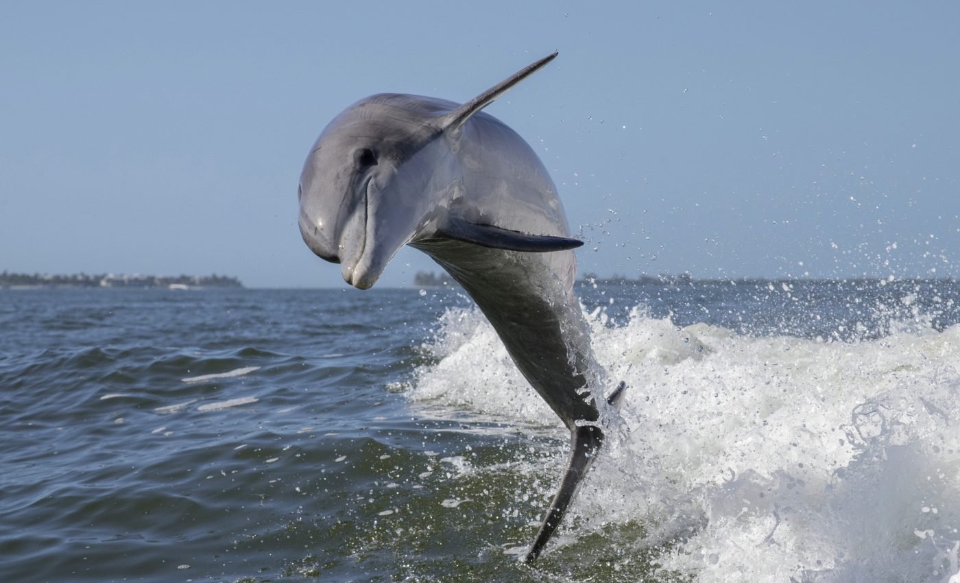 Dolphins change their behavior to adapt to coastal development