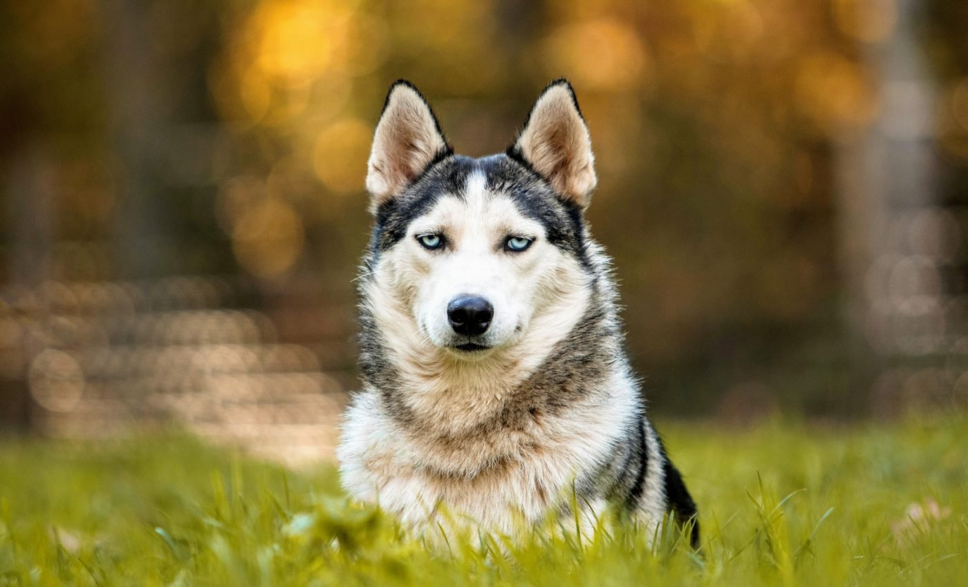 Parasites make dogs smell enticing to infectious sand flies