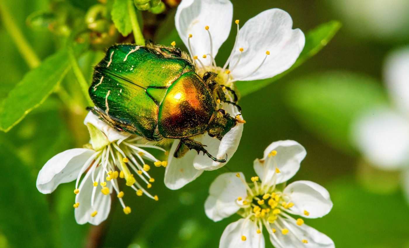 Diverse insect pollinator communities boost crop production