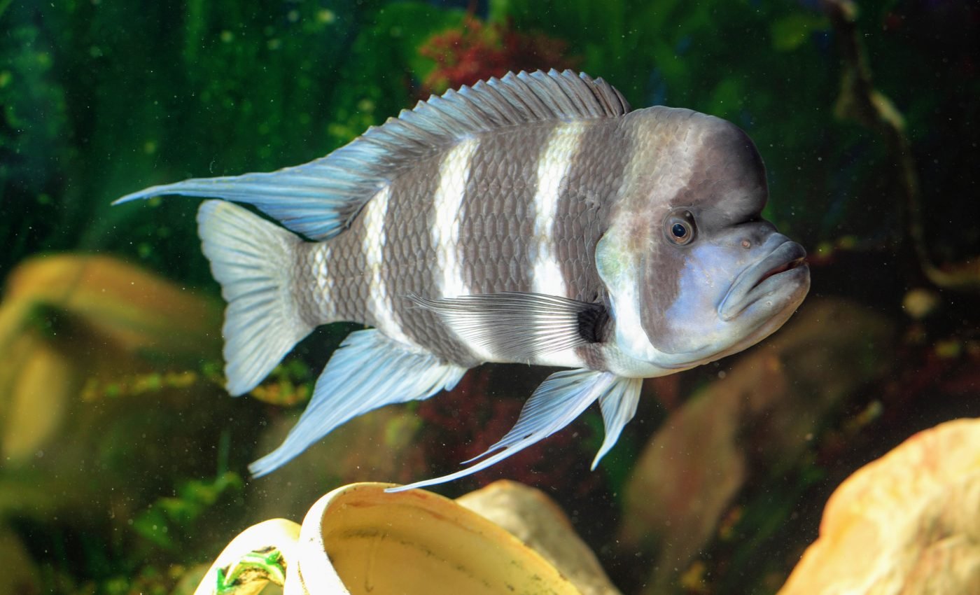 Fish show they have compassion through prosocial behavior