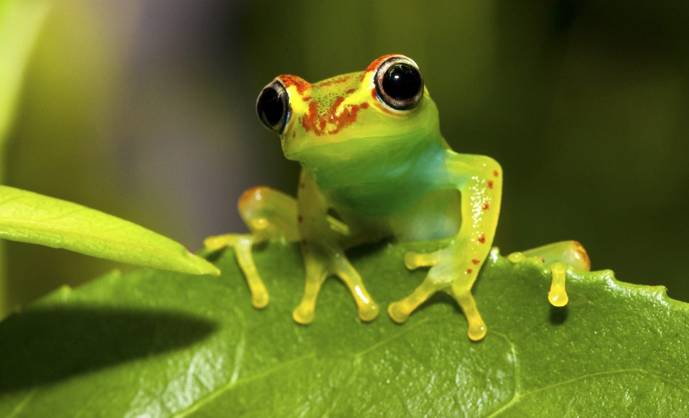 Map of undiscovered life will guide the search for new species