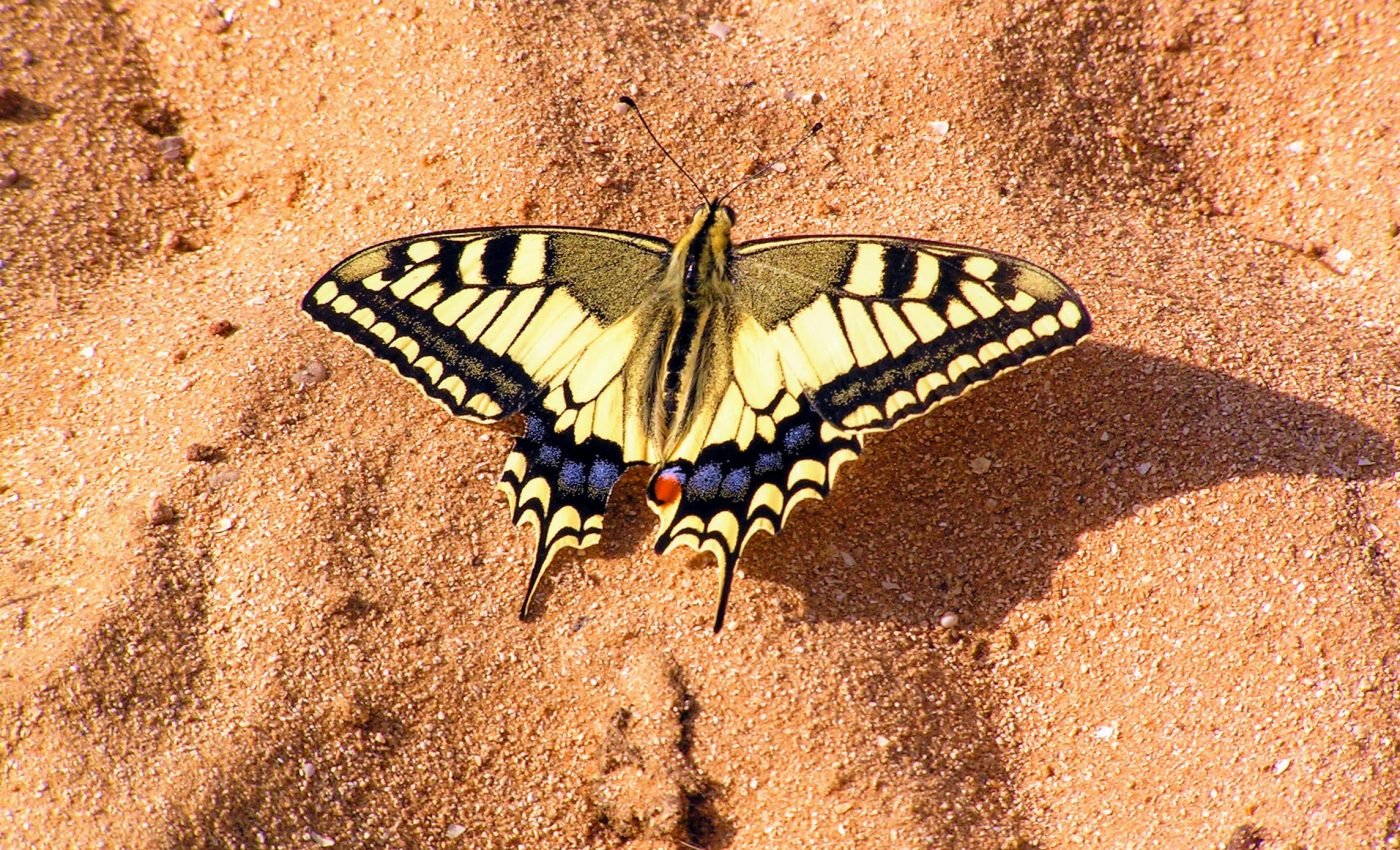 Surprisingly high butterfly diversity found in North American deserts