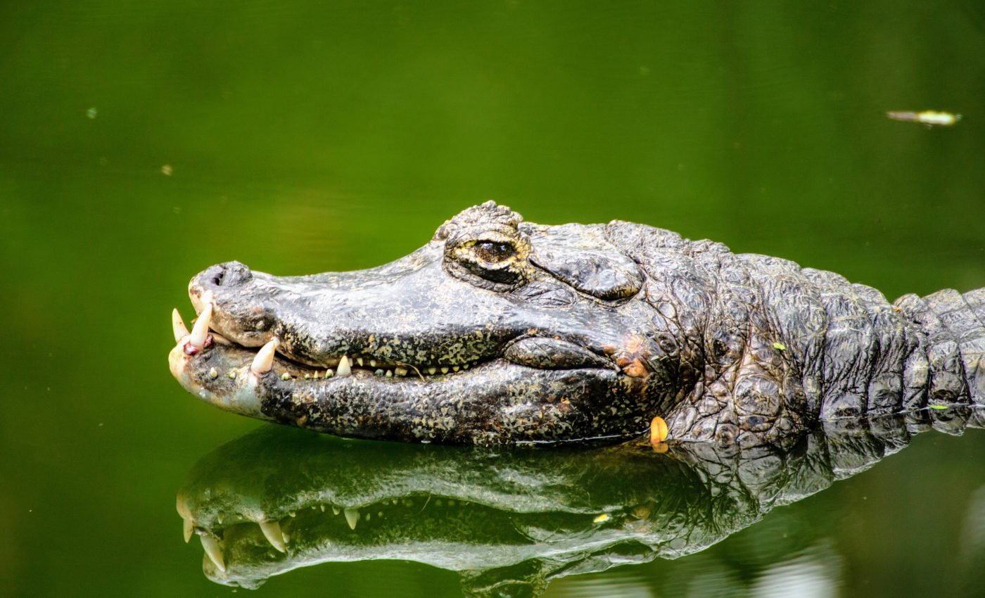 Crocodiles have had great success through rapid evolution