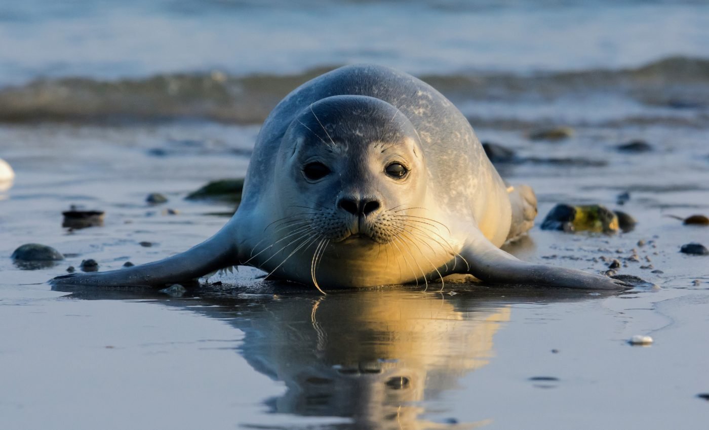Some ocean mammals are recovering, others are not