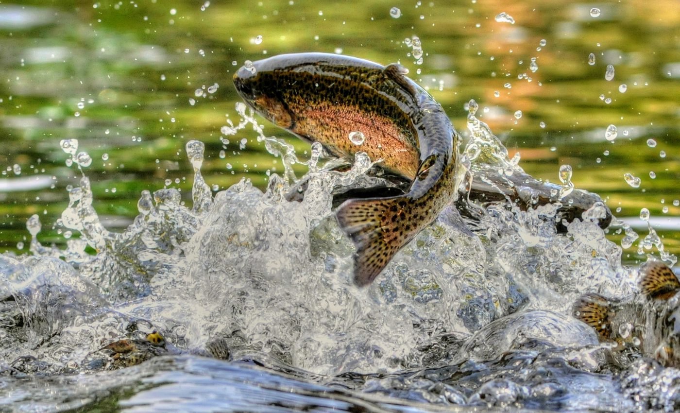 Warm river habitats are important for cold-water fish