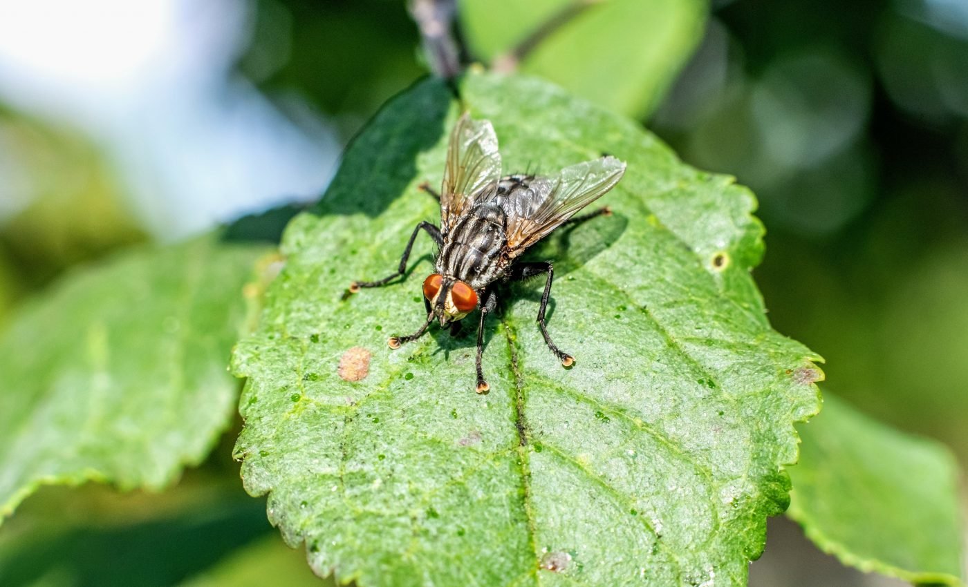 Apple flies emerged from a simple change in the brain