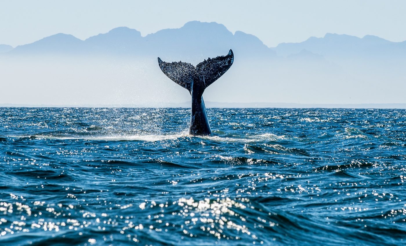 Gray's beaked whales have been stable for over a million years