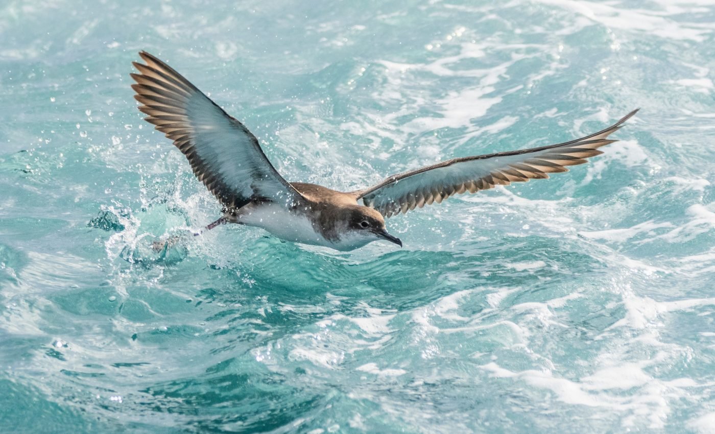 Migrating seabirds are starving and eating non-food items