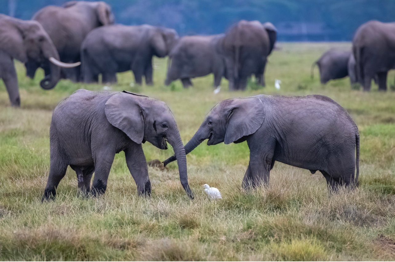 Social bonds are more advantageous for long-lived animals