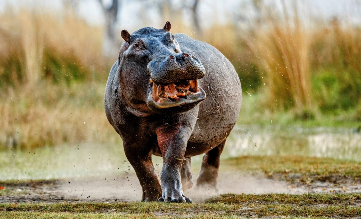 Hippos and whales evolved their hairless skin independently
