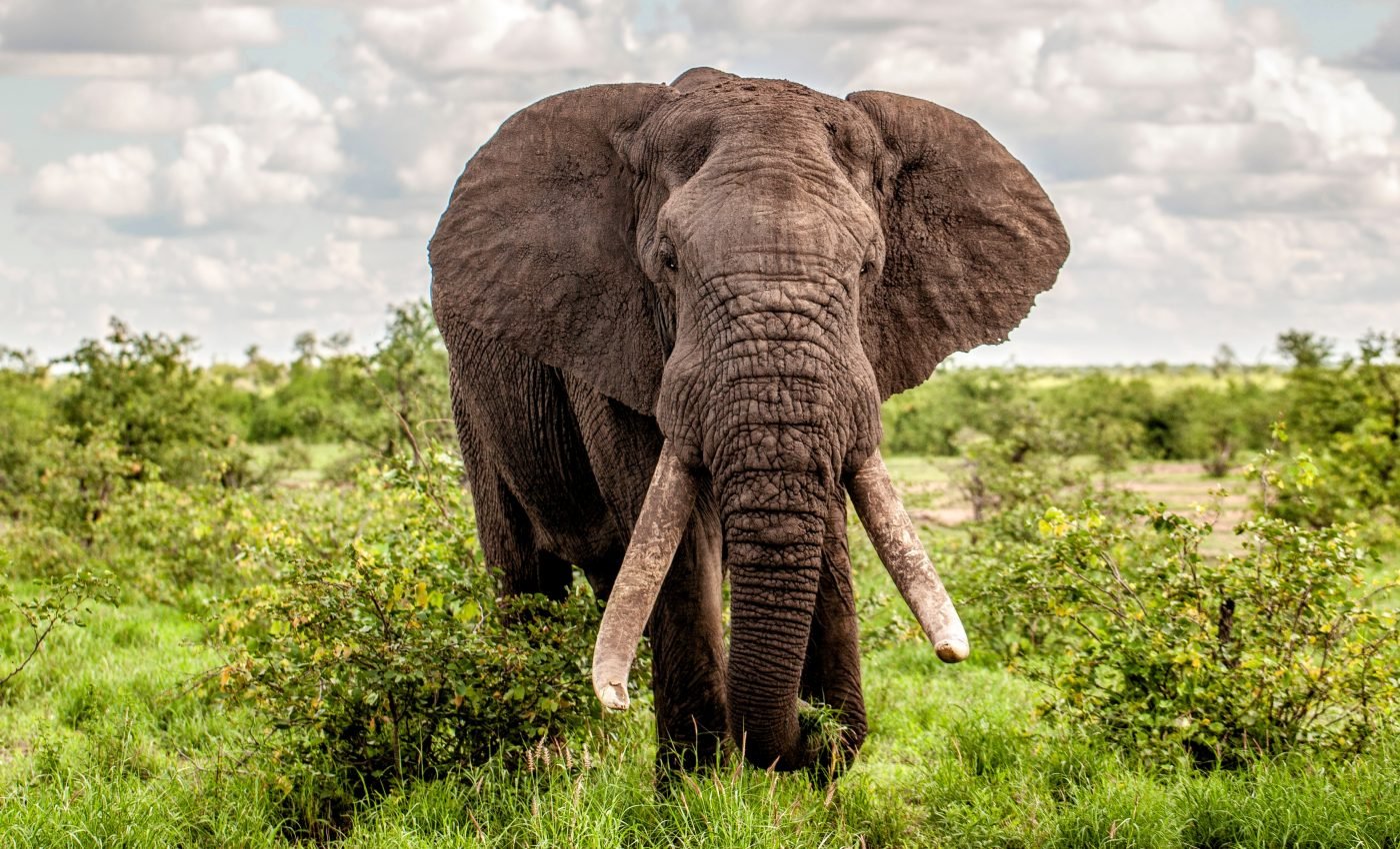 African elephants only inhabit a small part of their potential range