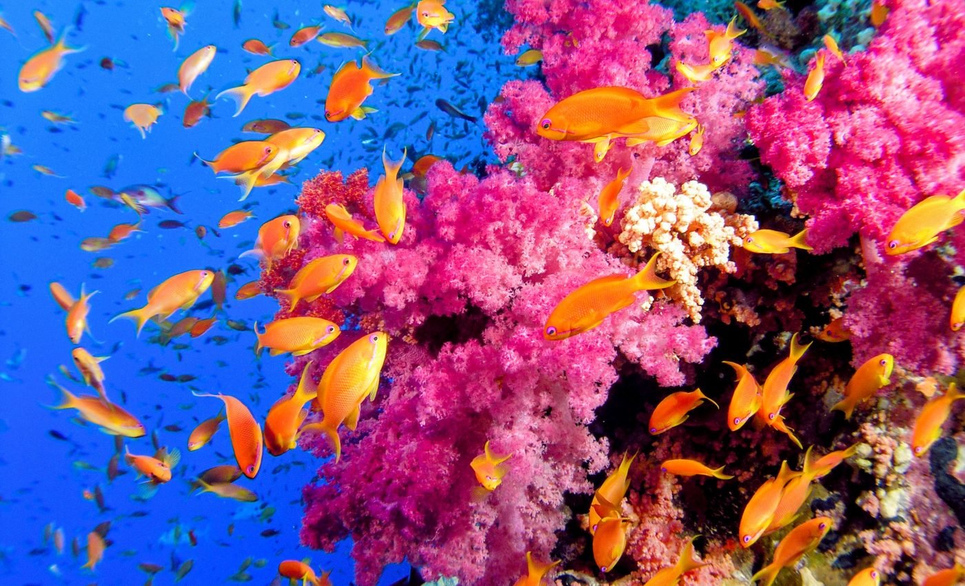 The hidden diversity of coral species could help save them