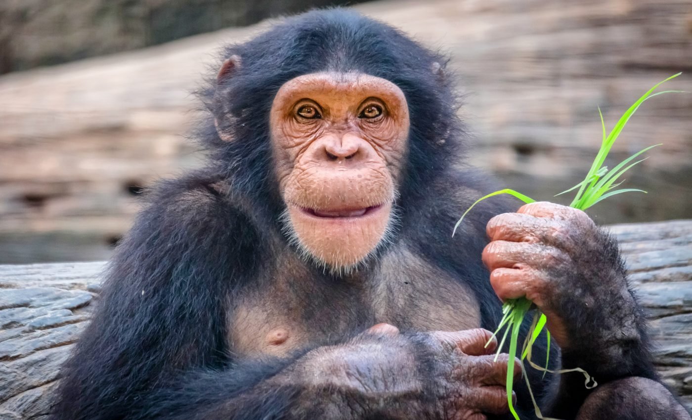 Humans are not the only animals that create their own culture