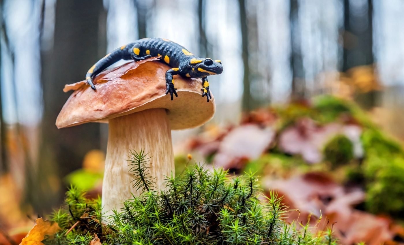 Preserving nature is key for preventing future pandemics