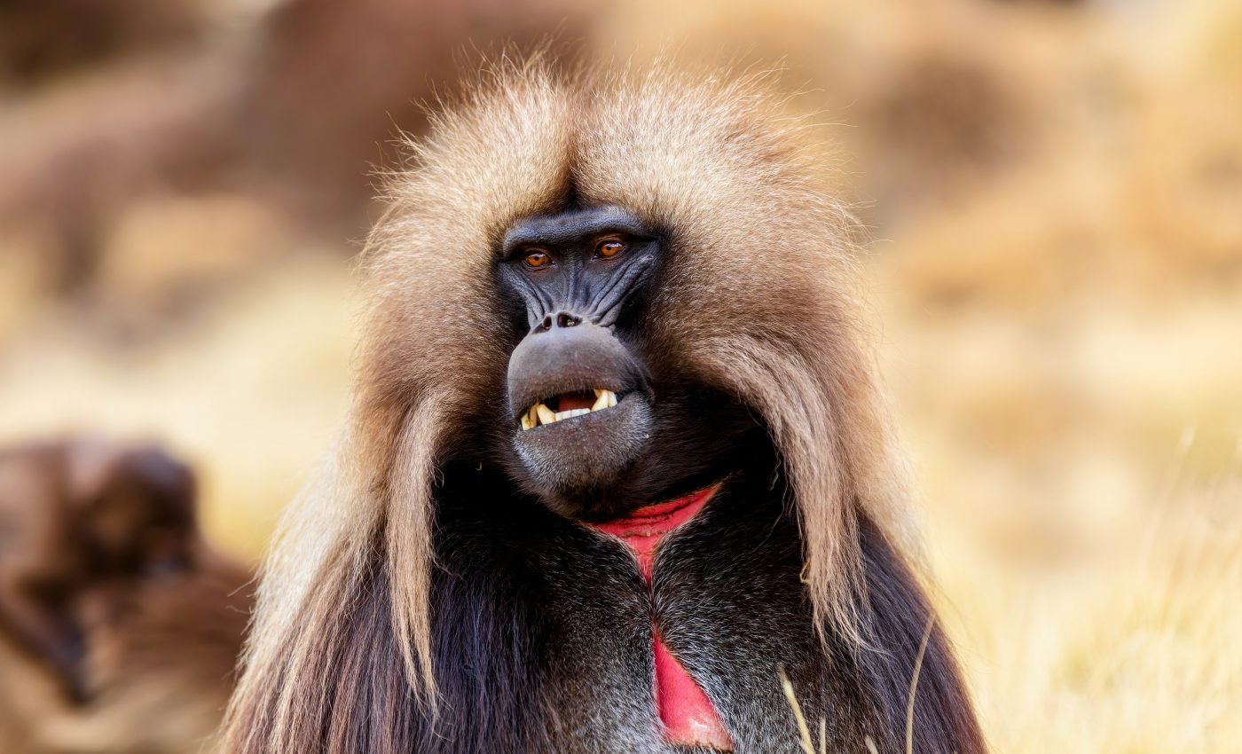 Male baboons age faster as they climb the social ladder