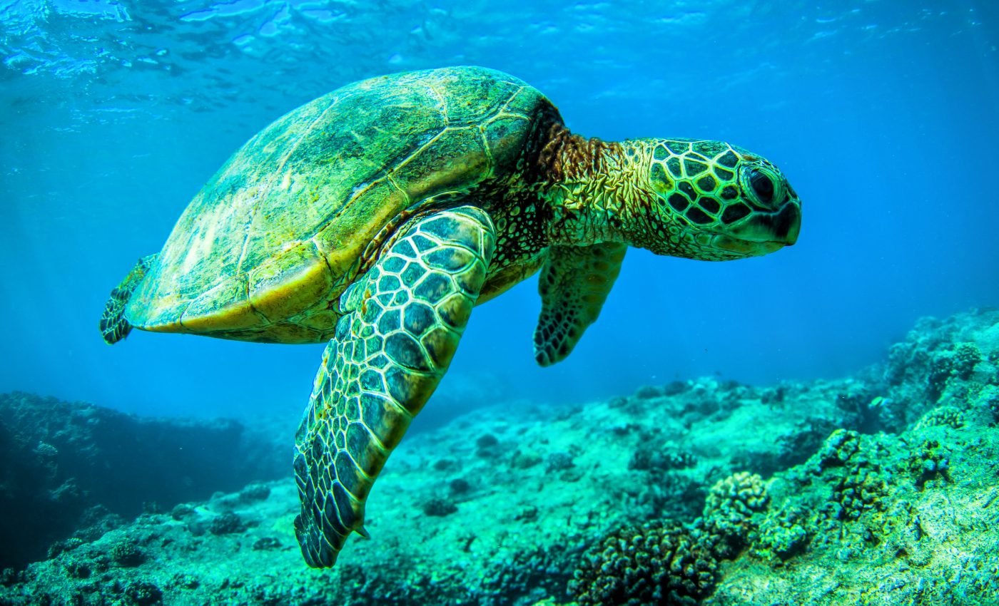 Loggerhead turtles migrate using a secret thermal corridor