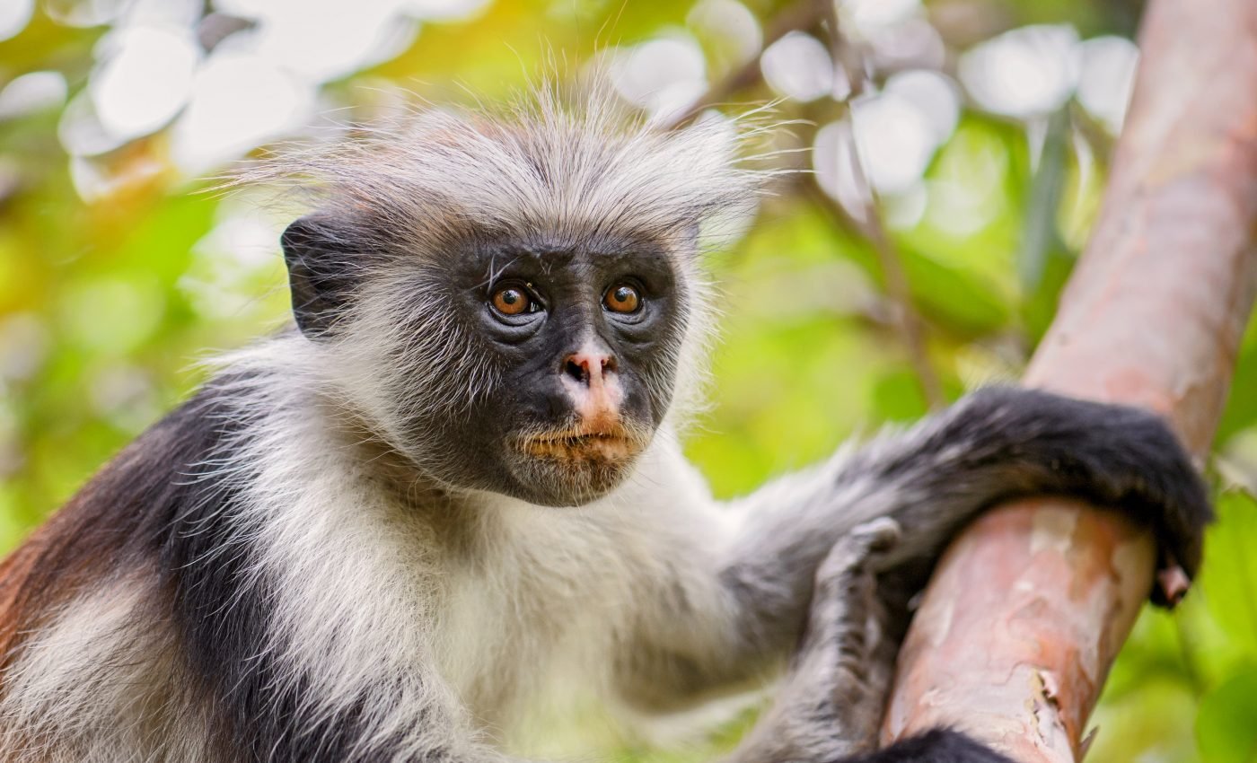Speedbumps help protect endangered red colobus monkeys