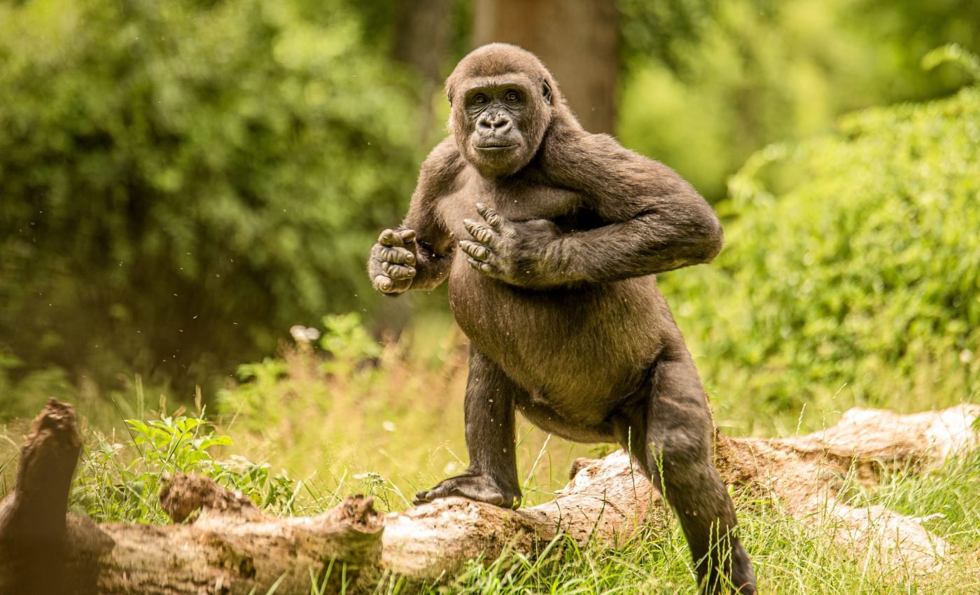 Chest beating conveys important details about mountain gorillas