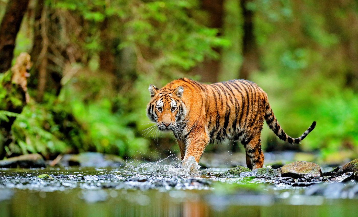 Sustainable practices could greatly reduce species extinction risk