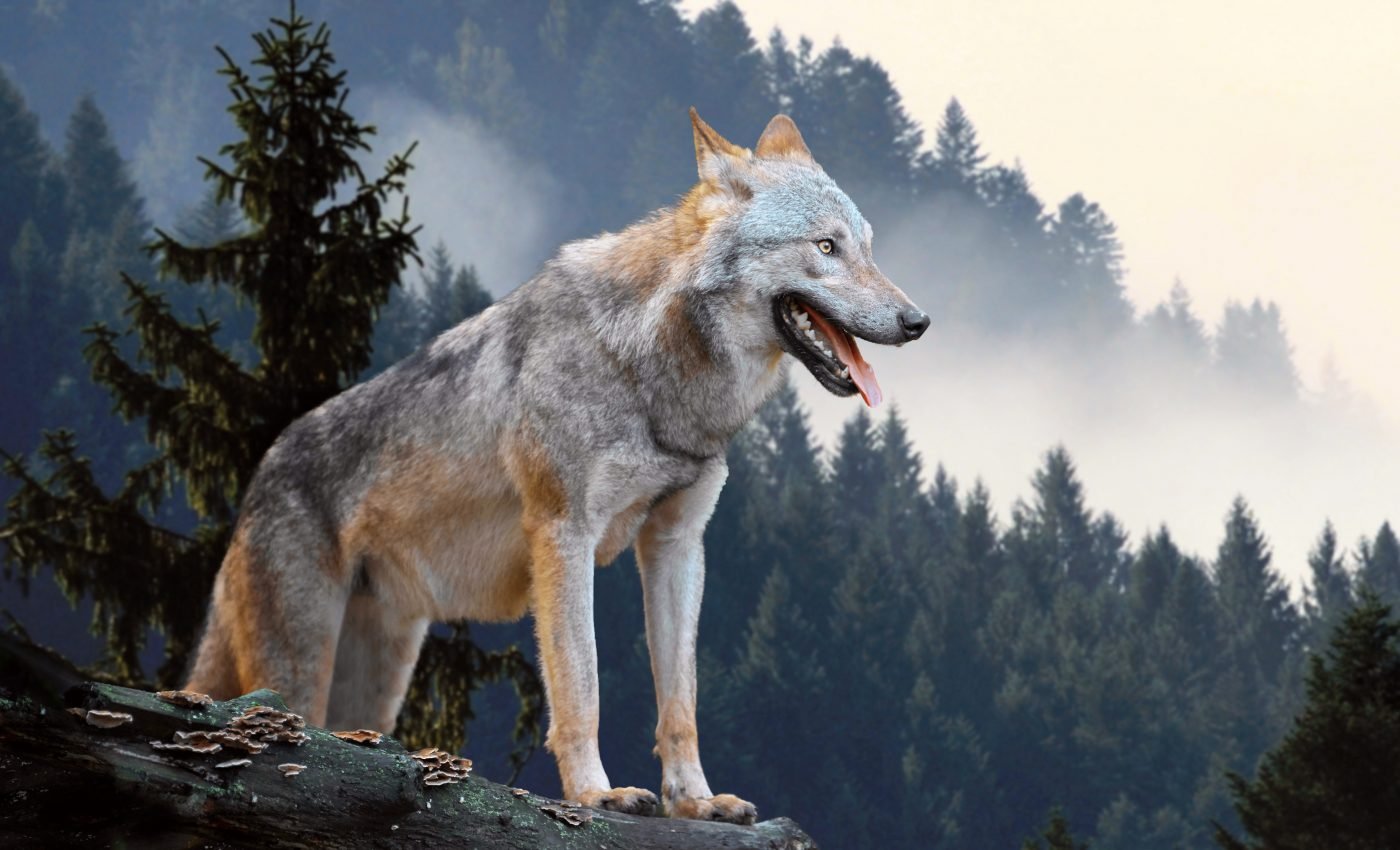 Gray wolves survived the ice age by changing their diet