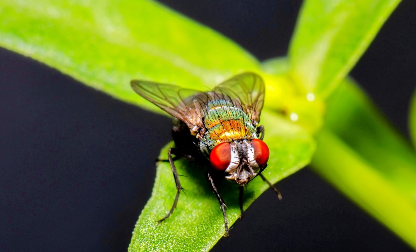 Blow flies can help monitor the environment