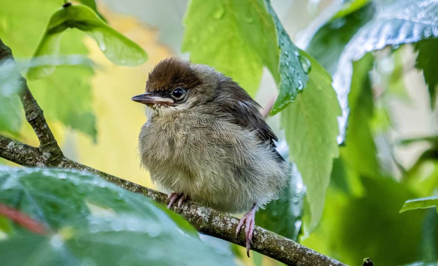Backyard gardens have reversed migrations among Blackcaps