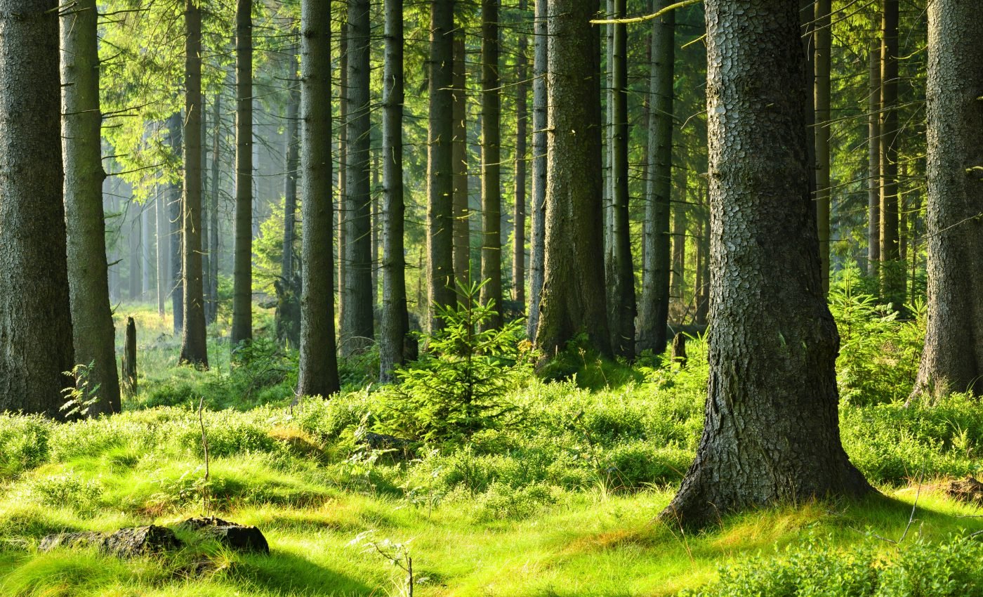 Earth Day Initiative: Forest Restoration