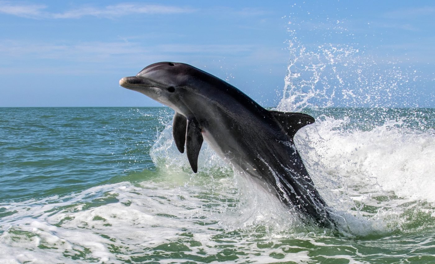 Dolphins can recognize cooperative team players
