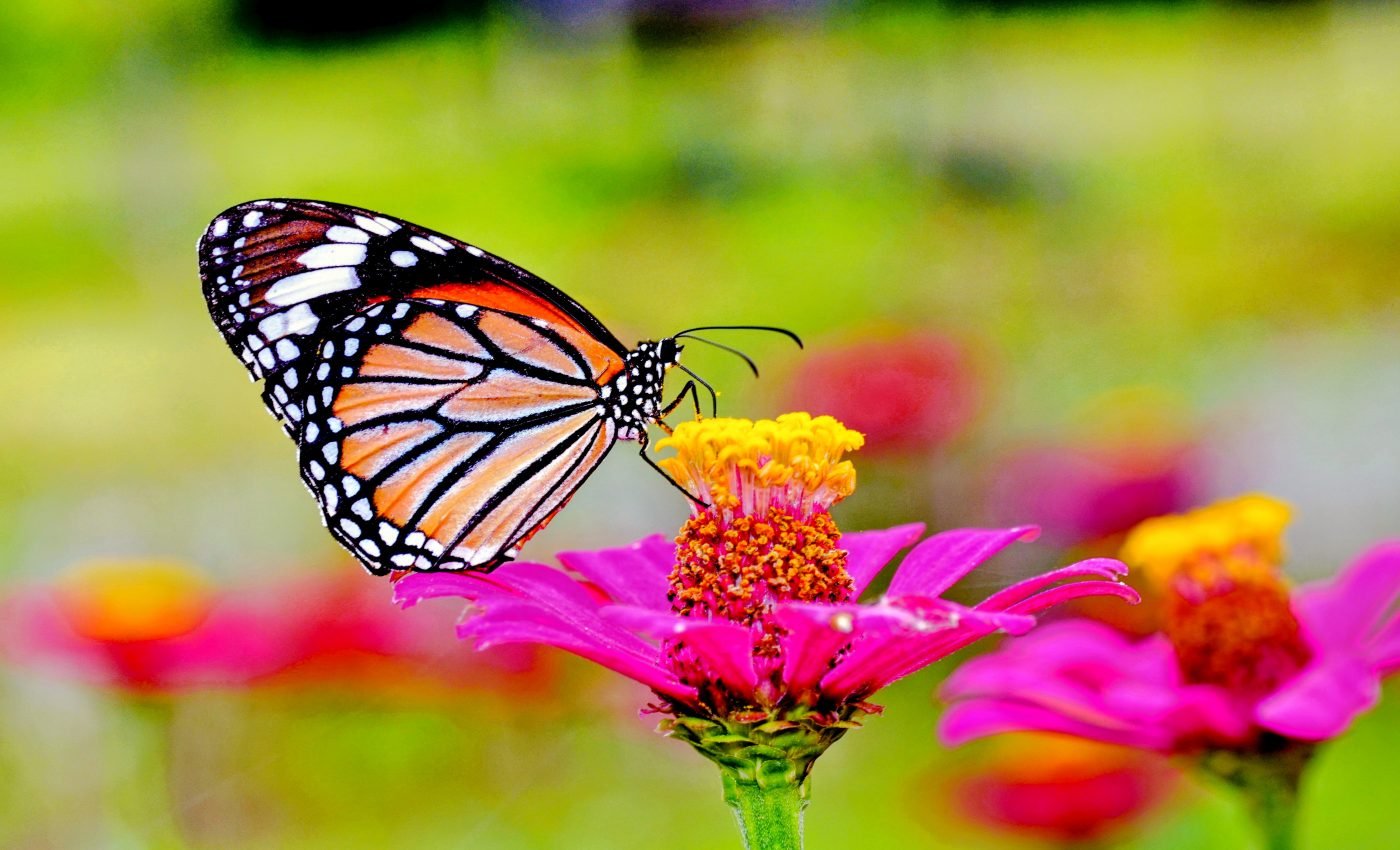 Pollinators can benefit from the expansion of solar energy