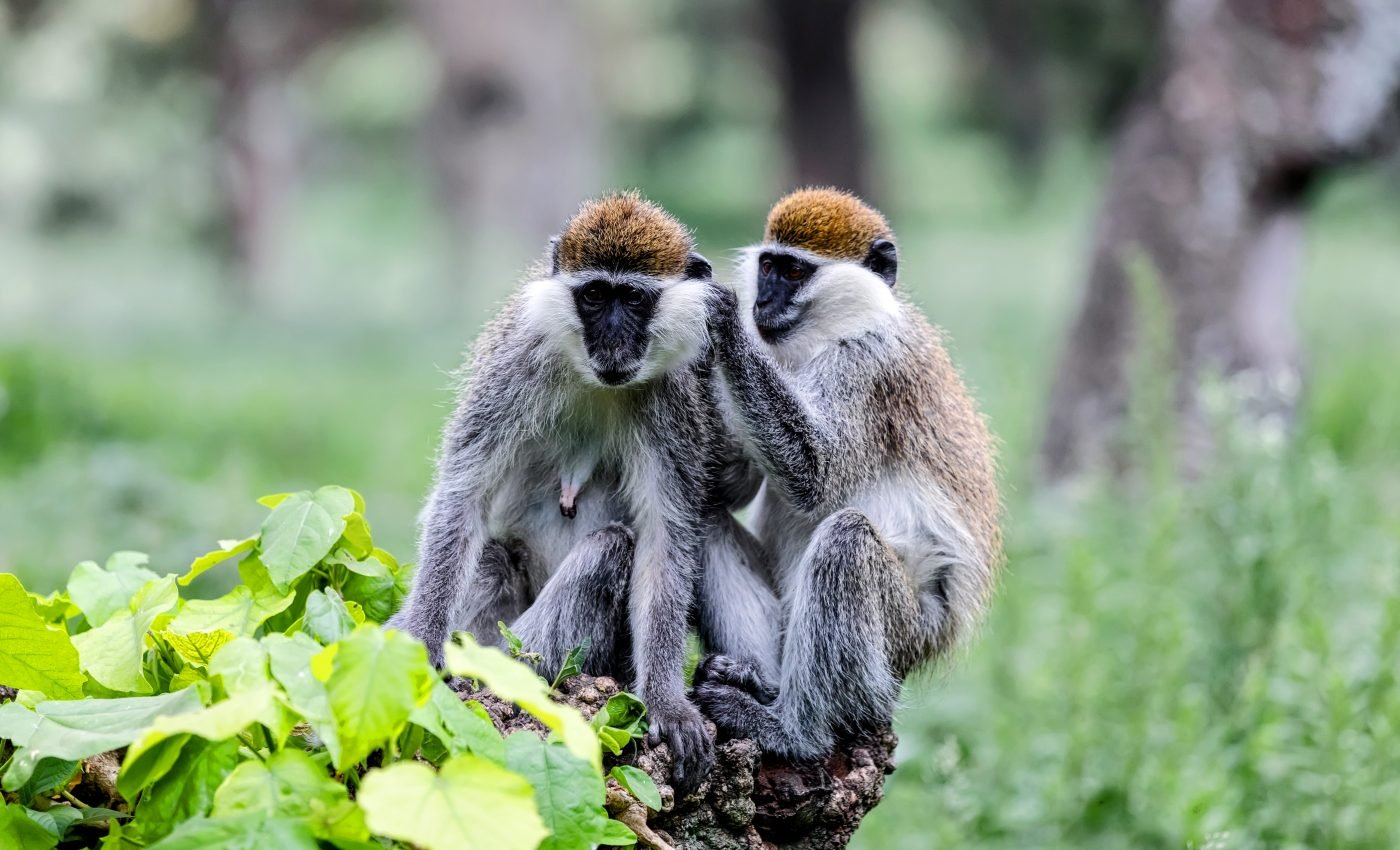 Monkeys practice social distancing when they have an infection