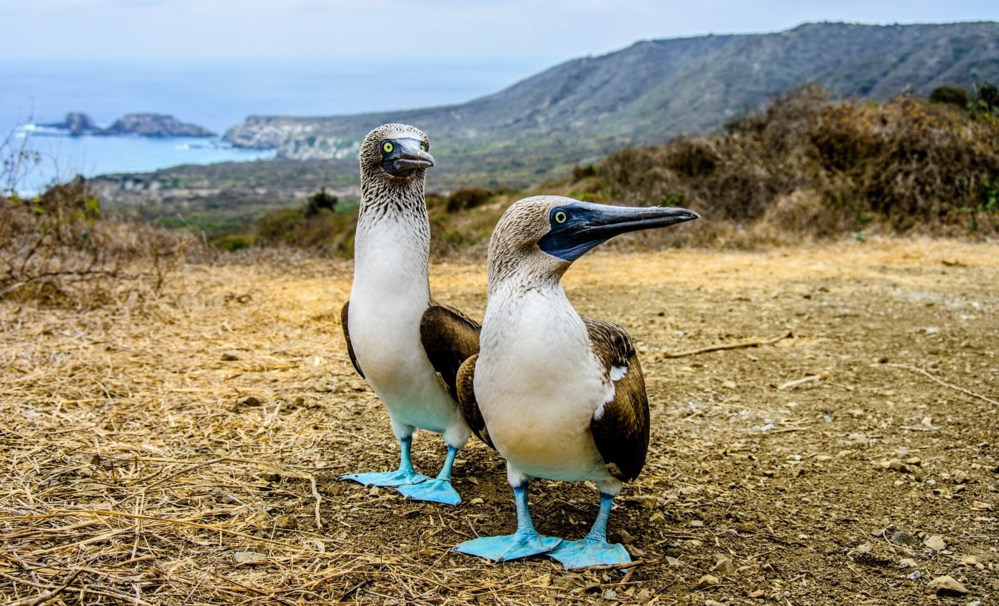 Rat eradication is beneficial for seabirds and coral reefs