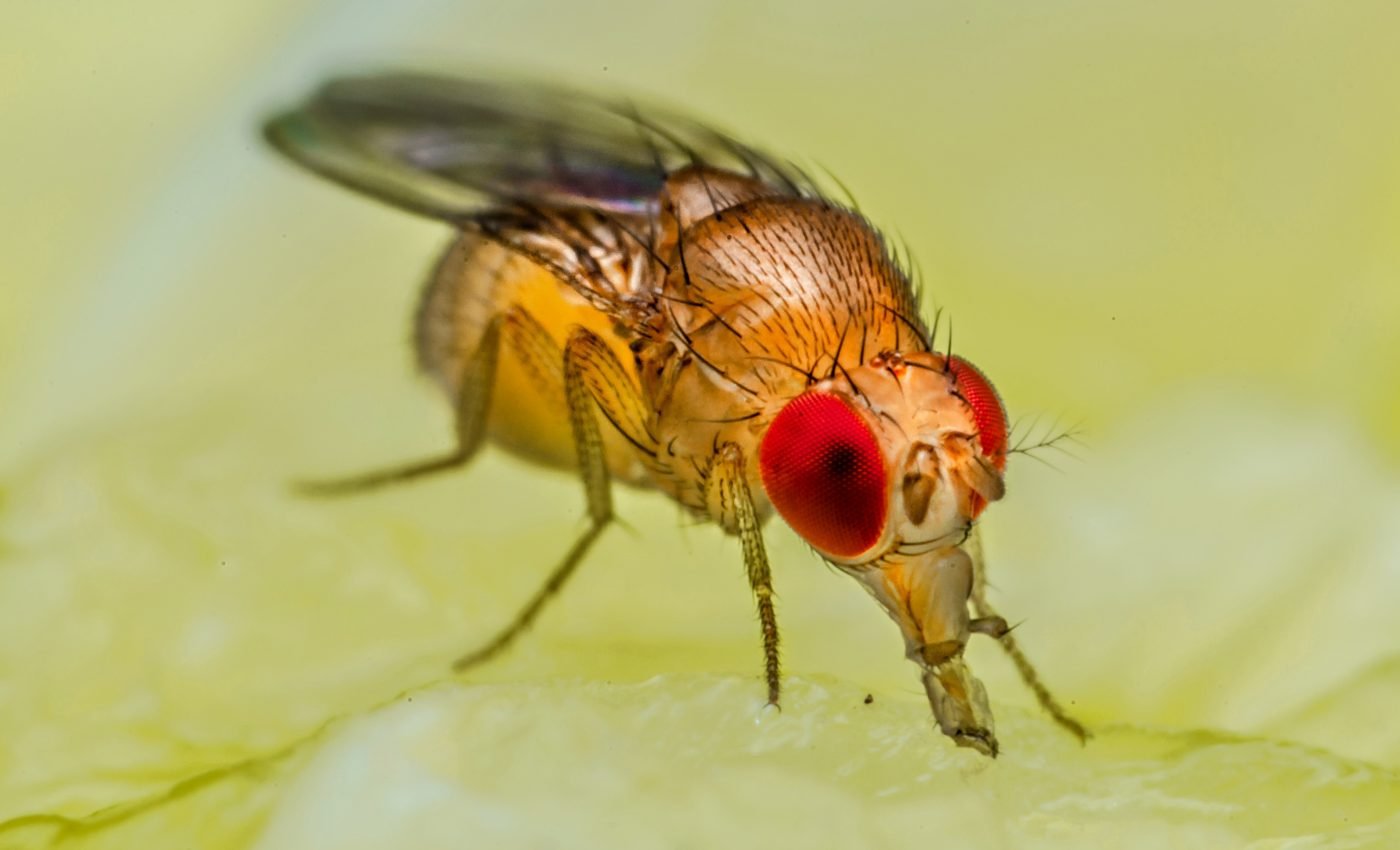 Fruit flies can travel six million times their body length