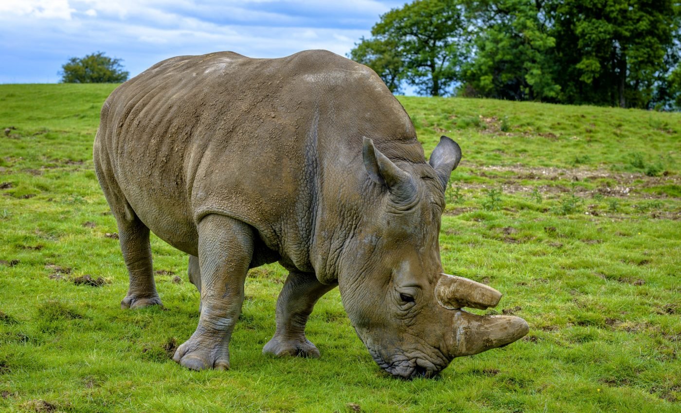The fate of the Sumatran rhinoceros is uncertain