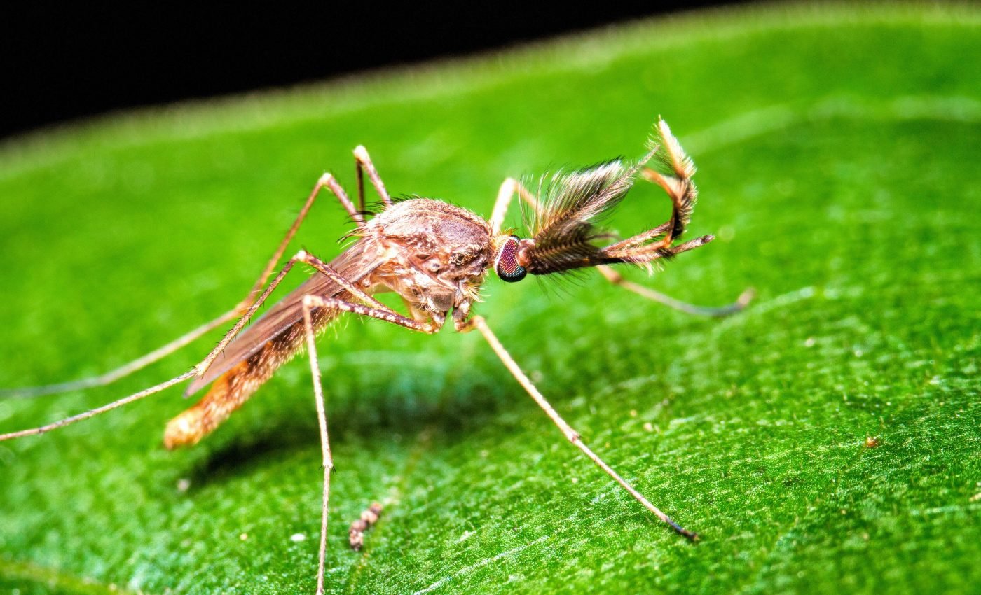 Past temperatures are revealed by the size of insects