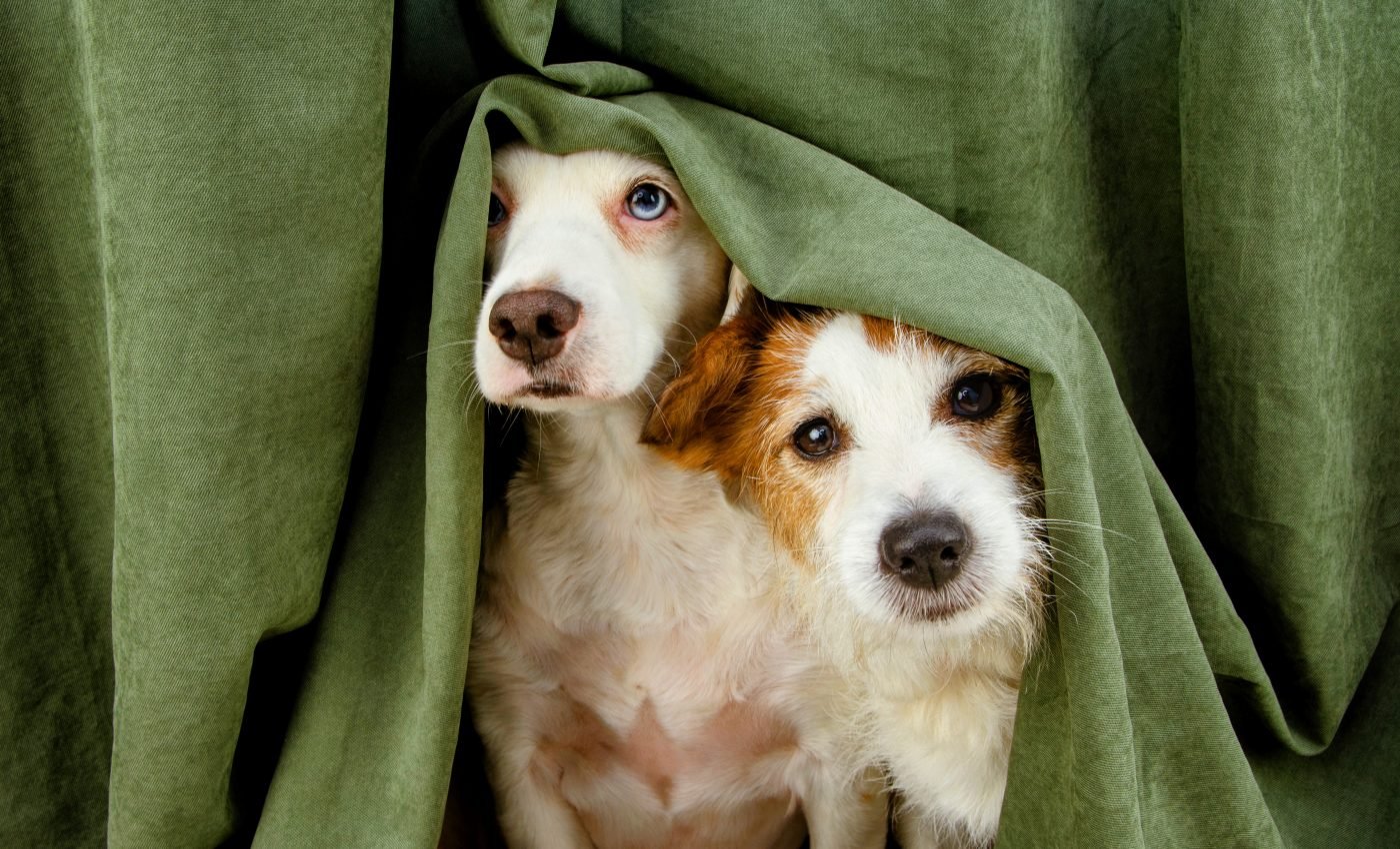 Aggressive behavior in dogs is most often caused by fear