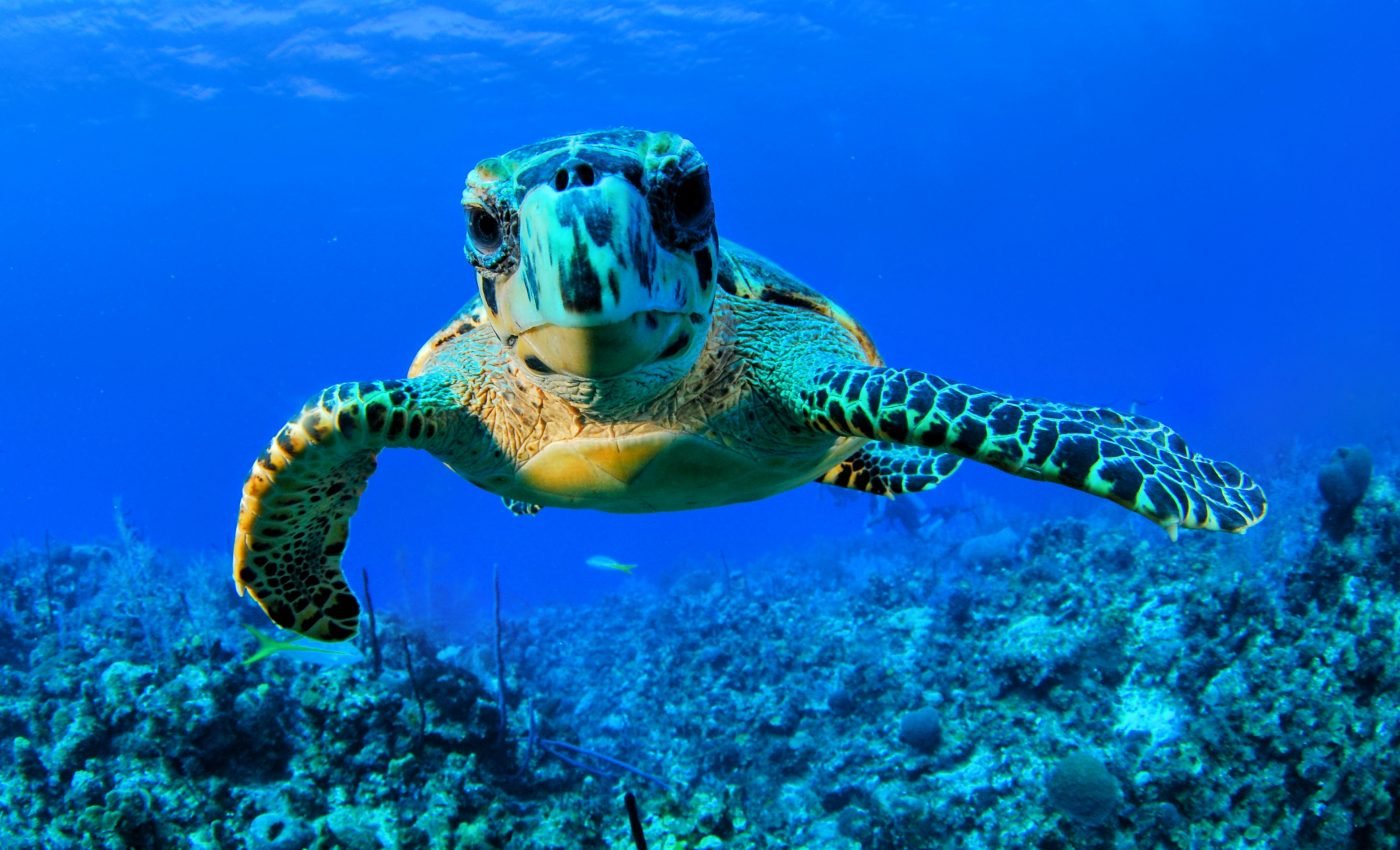 Sea turtles are making a comeback in the Cayman Islands