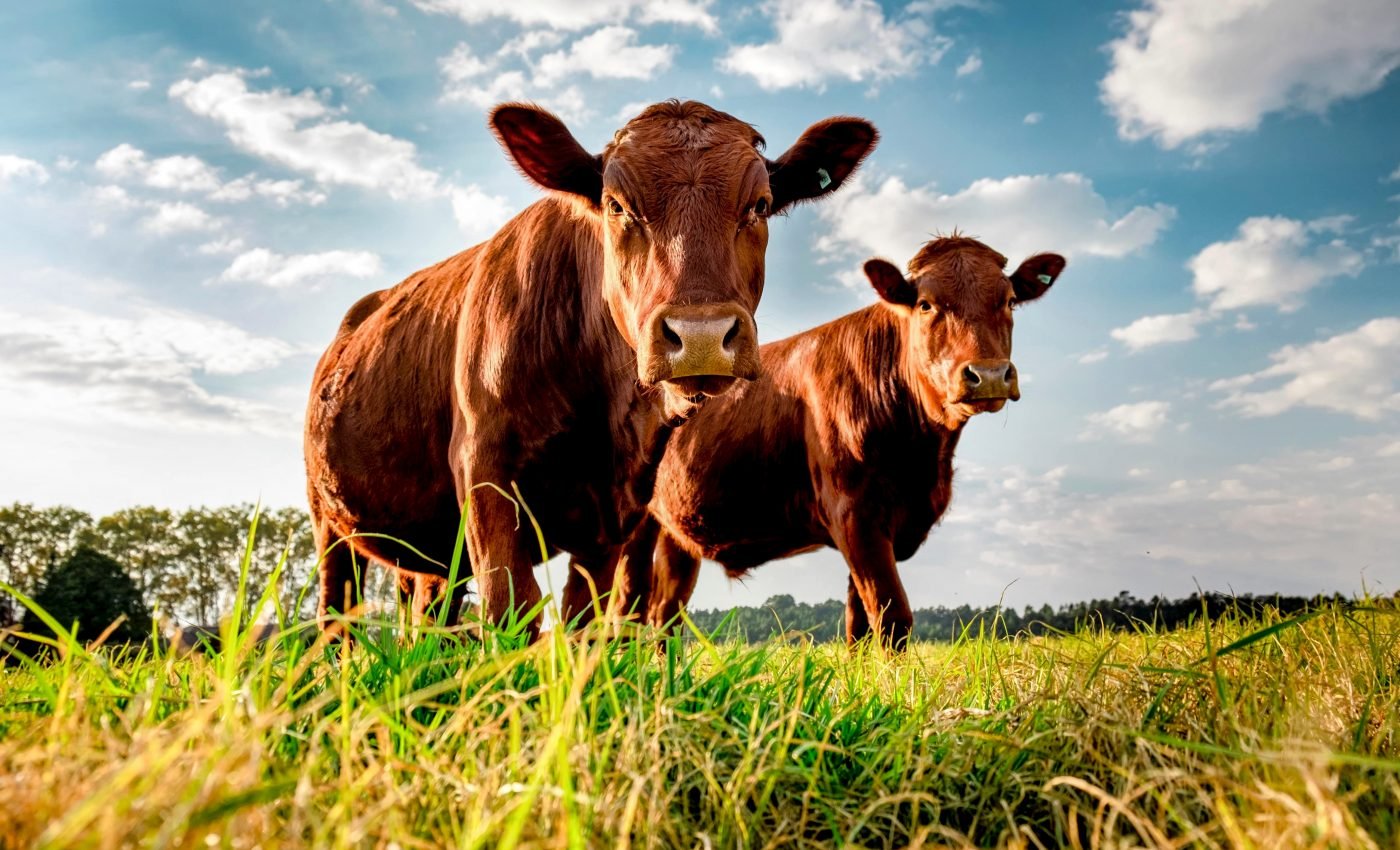 Humans and livestock create the "perfect storm" for pandemics