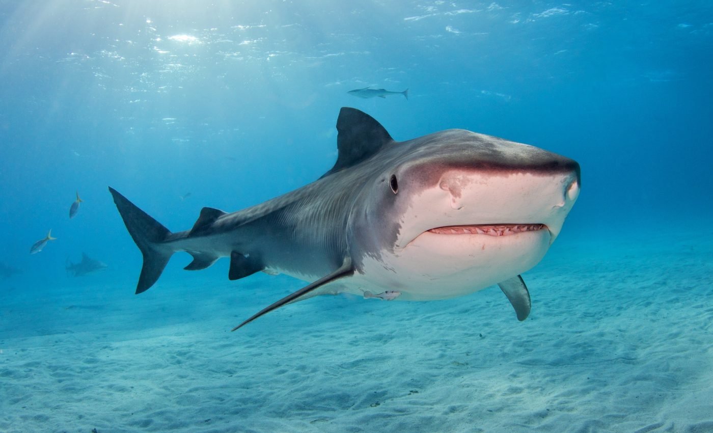 Tiger sharks can take a direct hit from a major hurricane