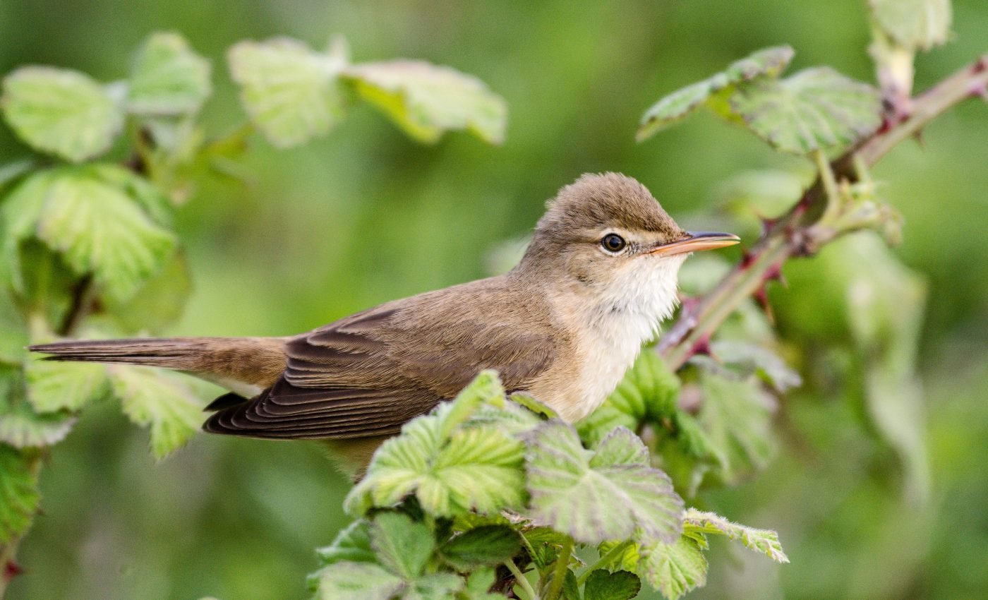 Great reed warblers double their altitude during the day
