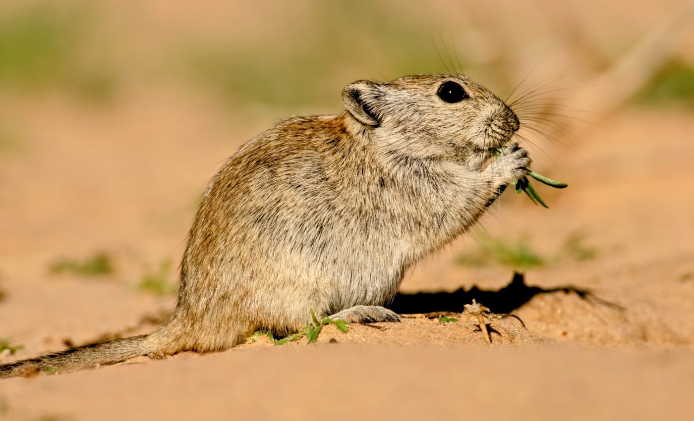 Animals have multiple genetic mechanisms for desert survival