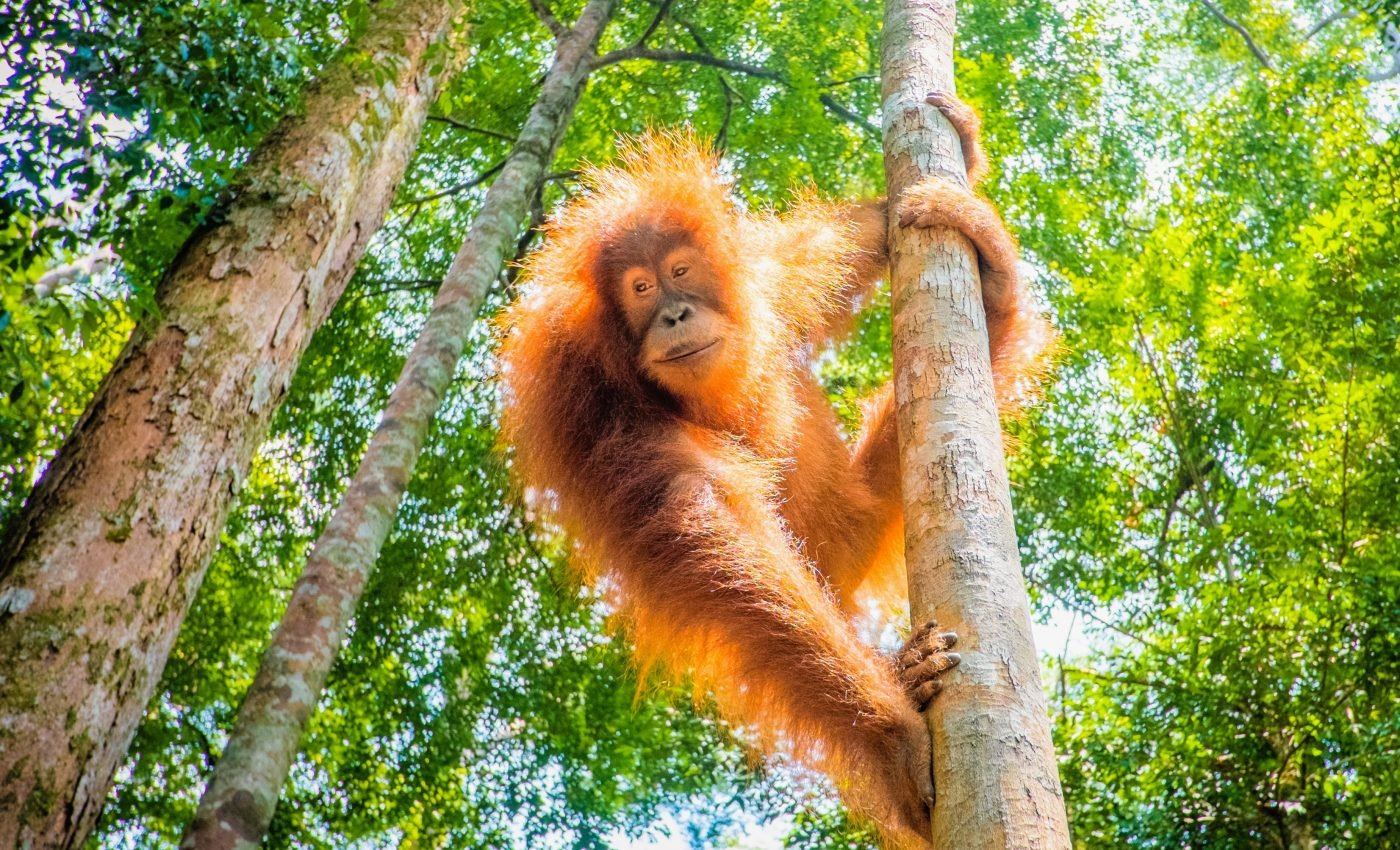 Orangutans are starving from fruit shortages