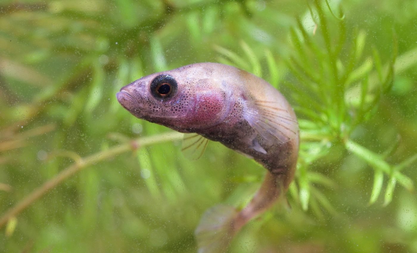 Stickleback fish provide new insight into natural selection