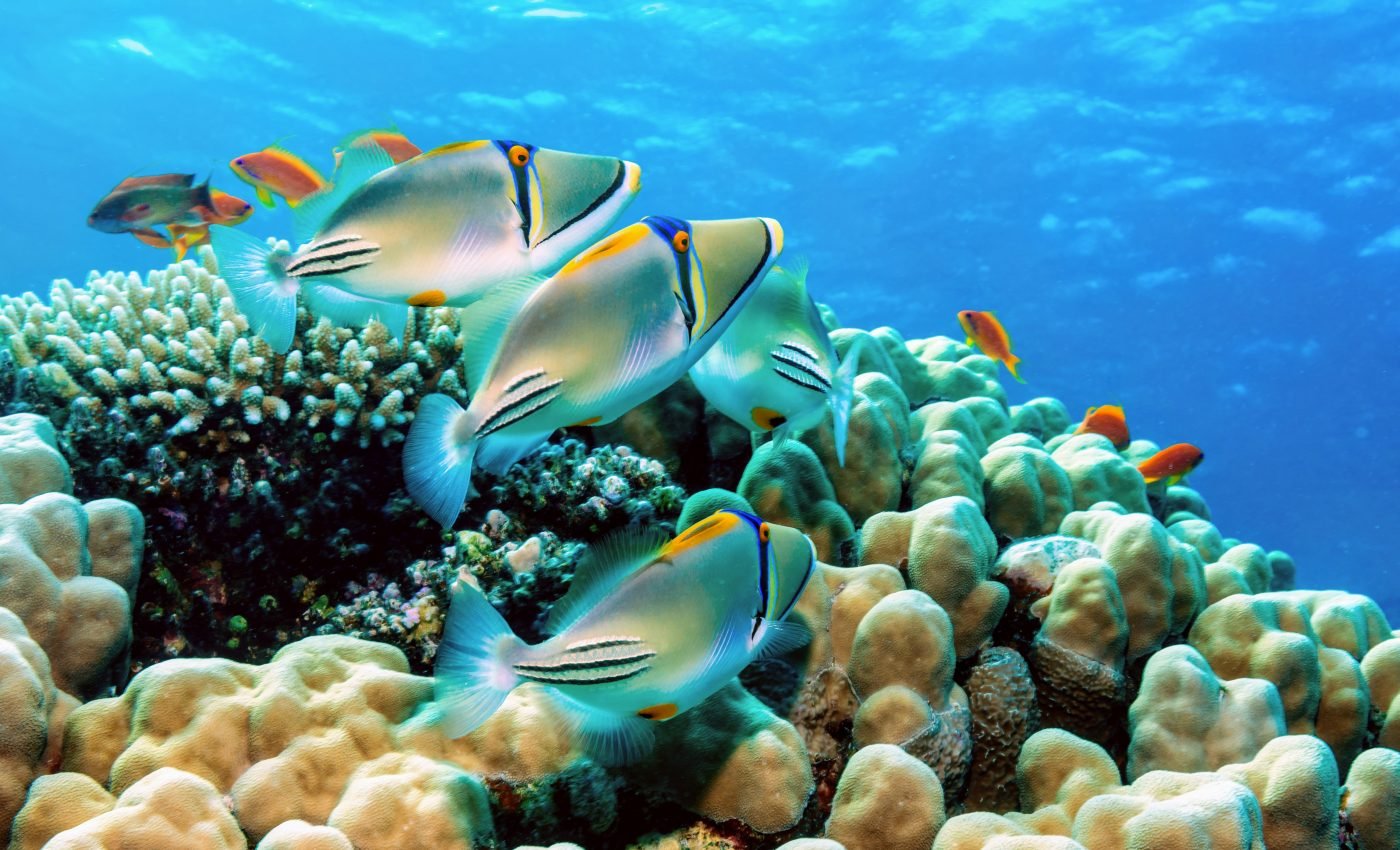 Ongoing biodiversity crisis will take millions of years to recover from