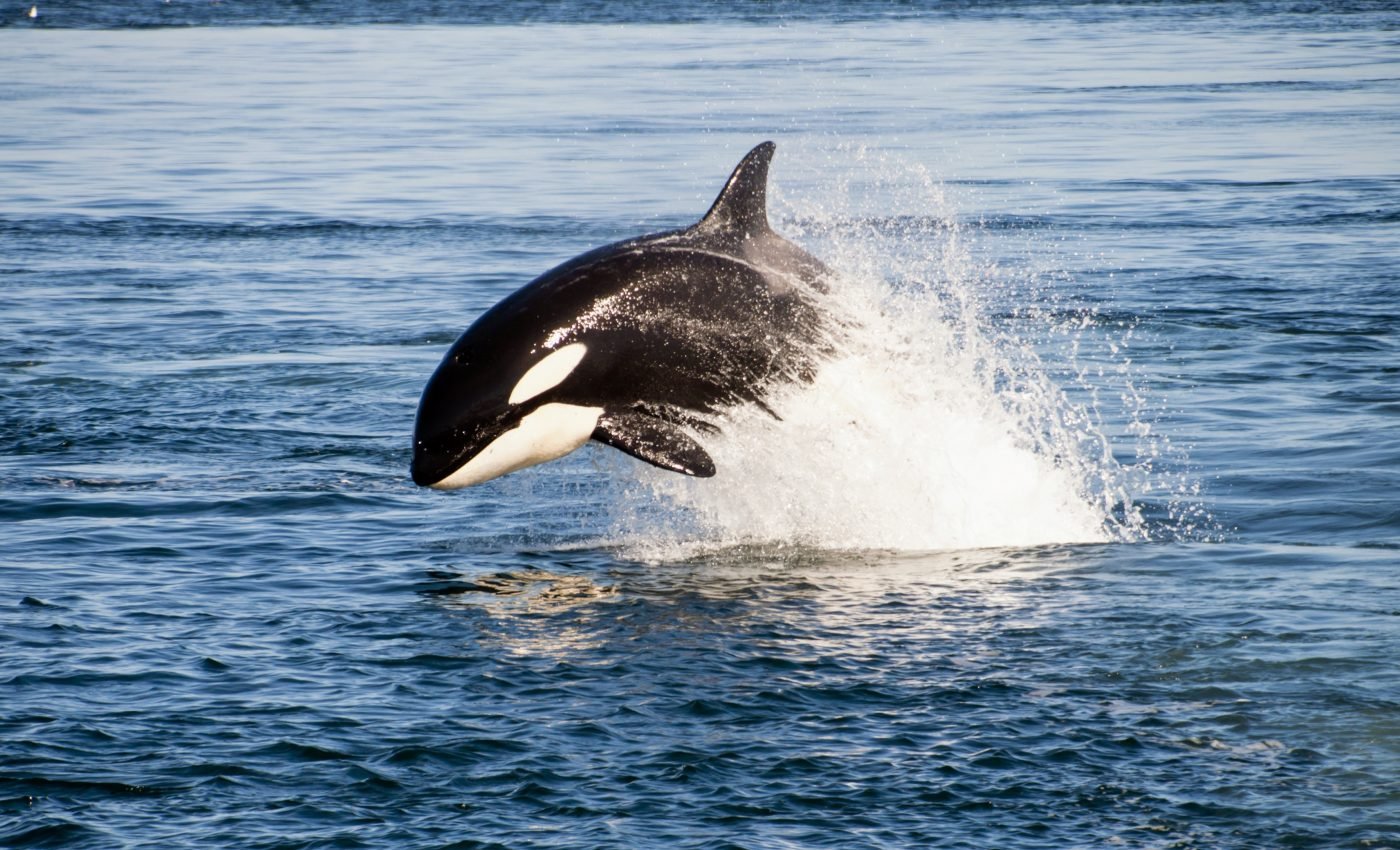 Killer whales are accumulating high levels of contaminants