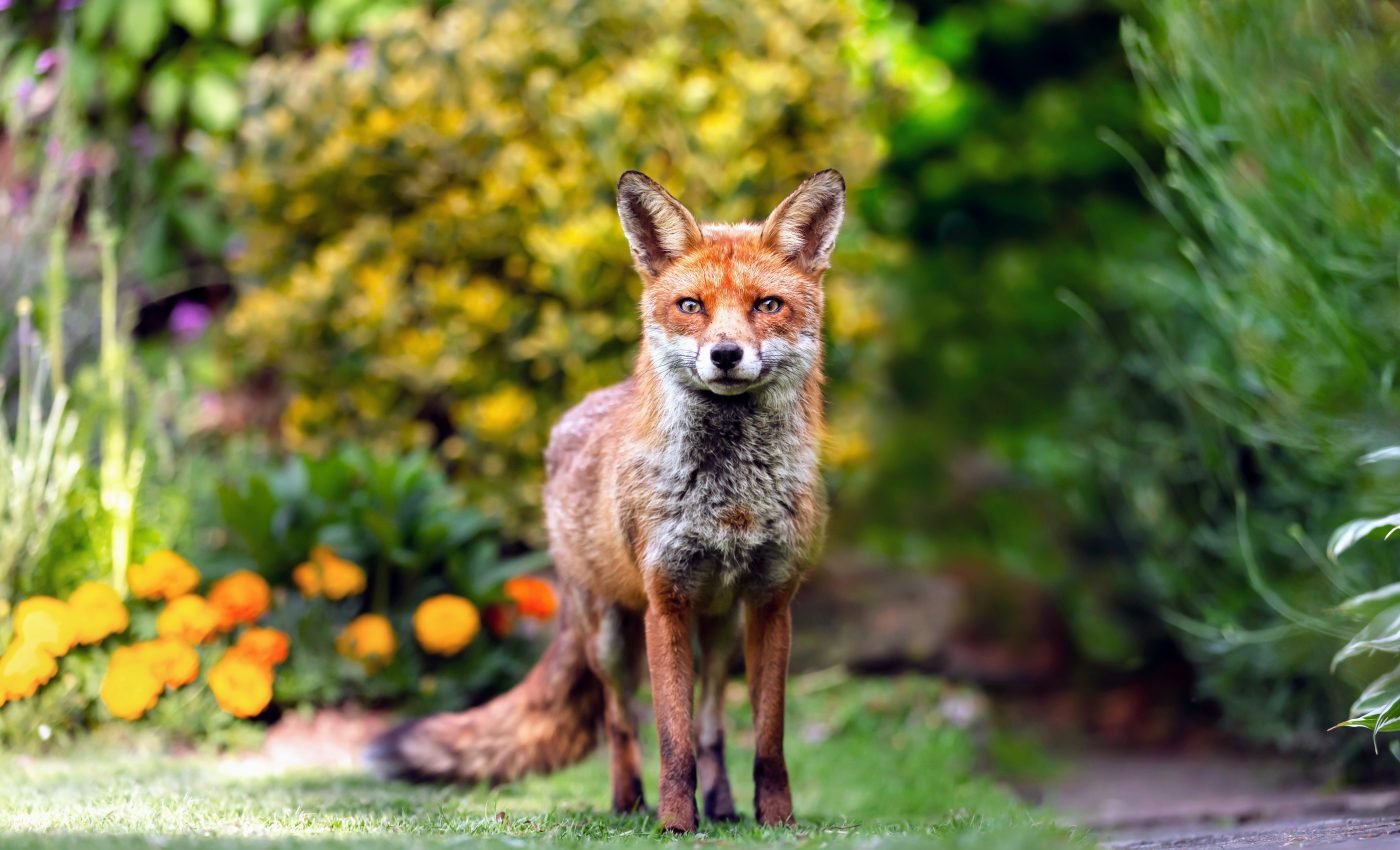 Some mammals actually benefit from human disturbance