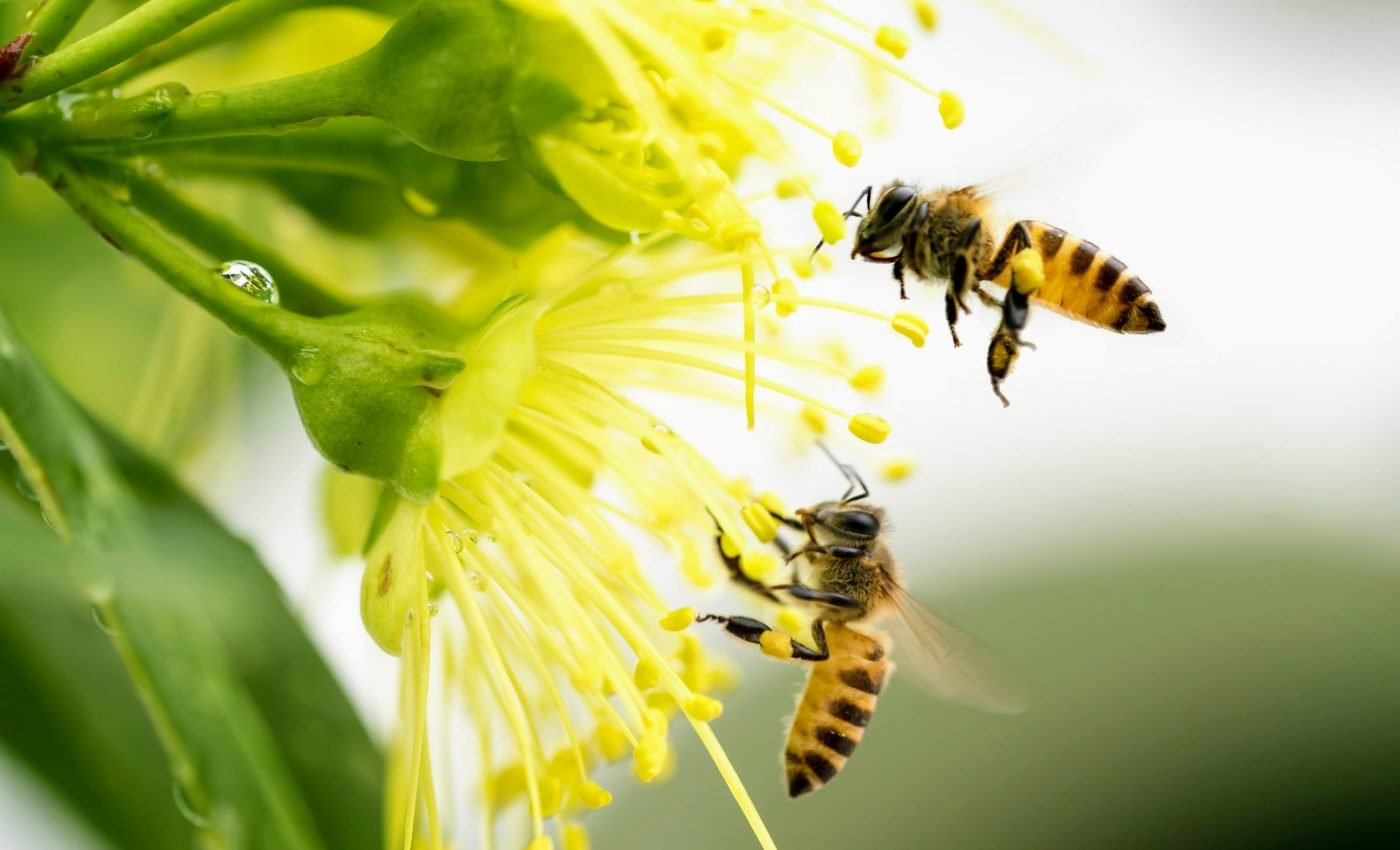 Honeybee drones have congregational sites for mating